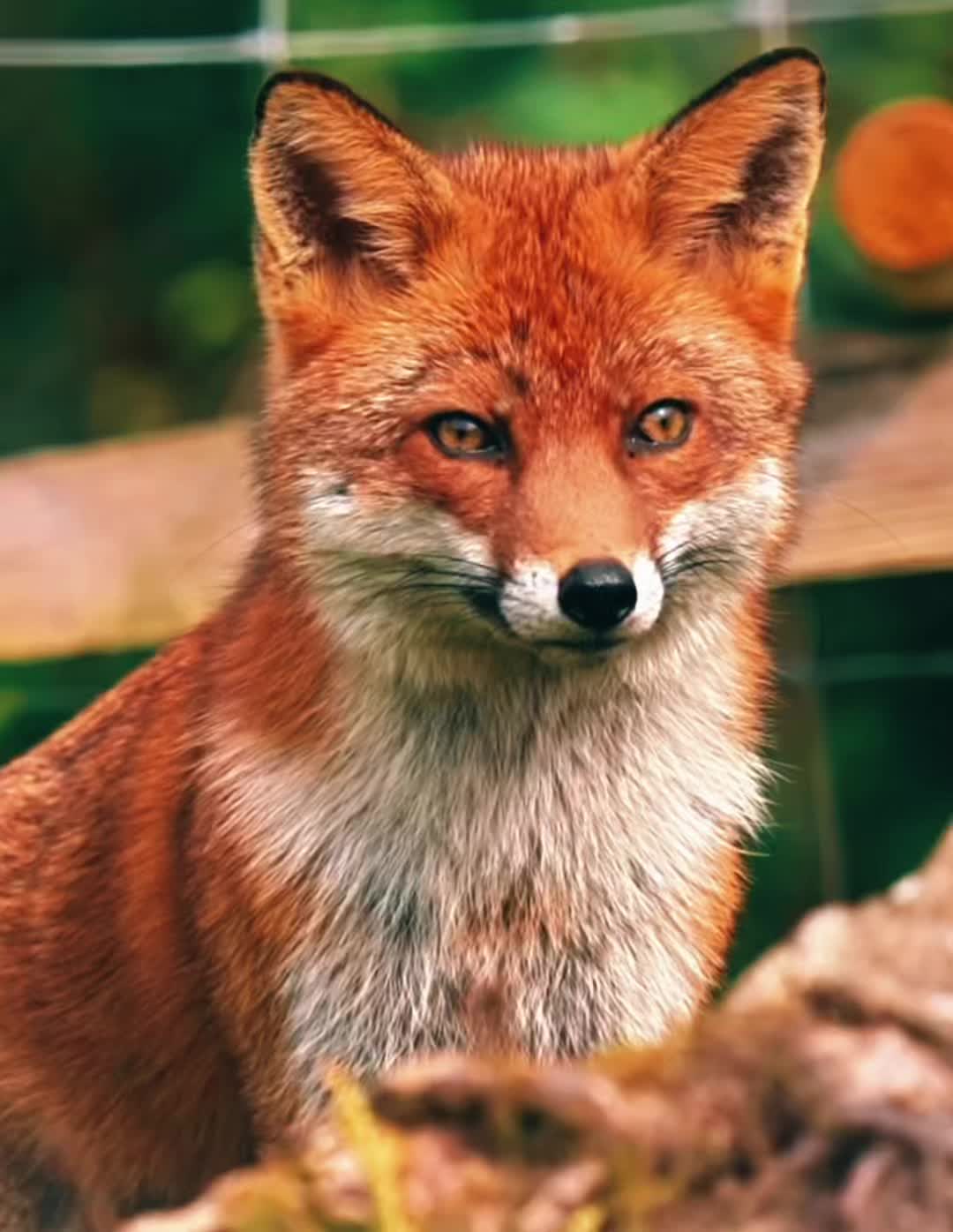 @𓃦𝒯𝒽ℯ 𝒩𝒶𝓊ℊ𝒽𝓉𝓎 ℱℴ𝓍 𓃦