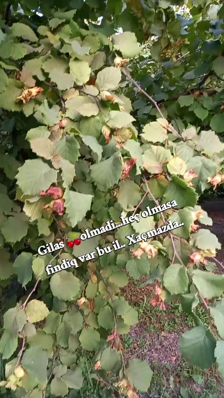 @tənbəl.panda