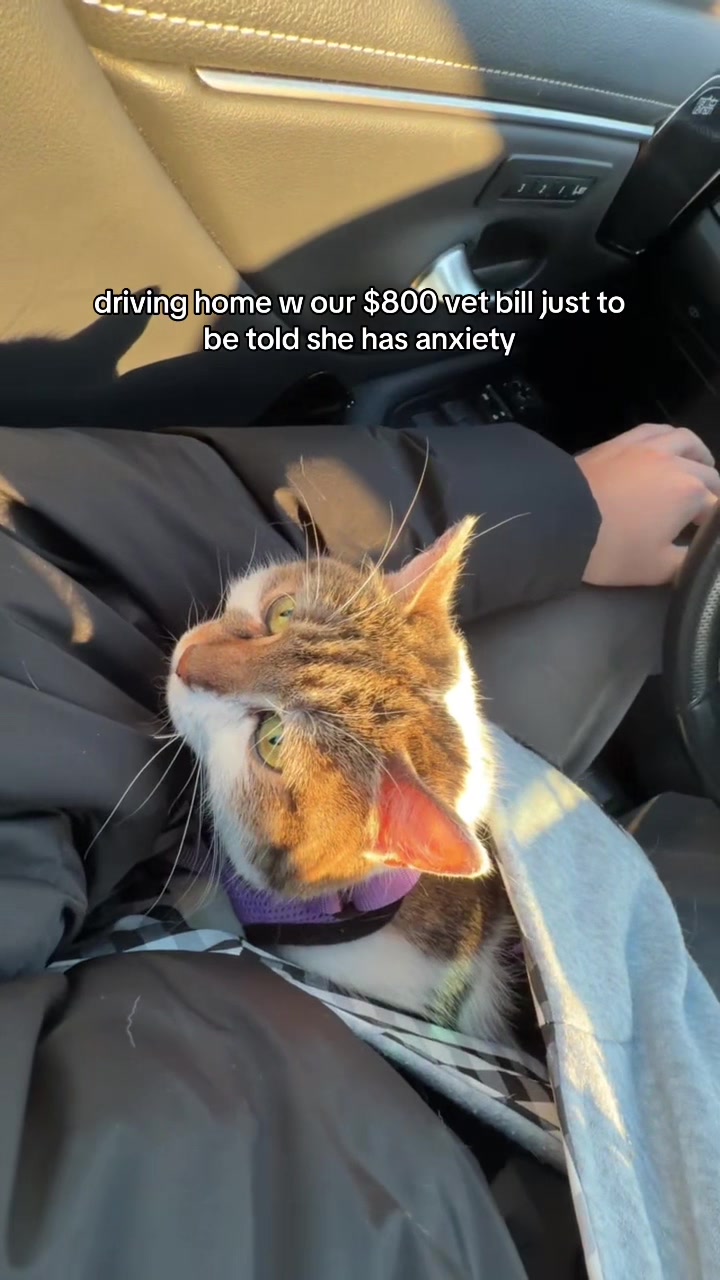@Suki Purrs