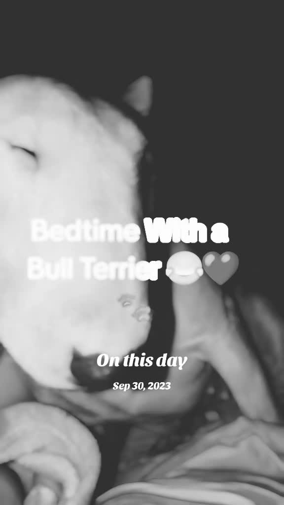 @jessibarbiesbullterriers