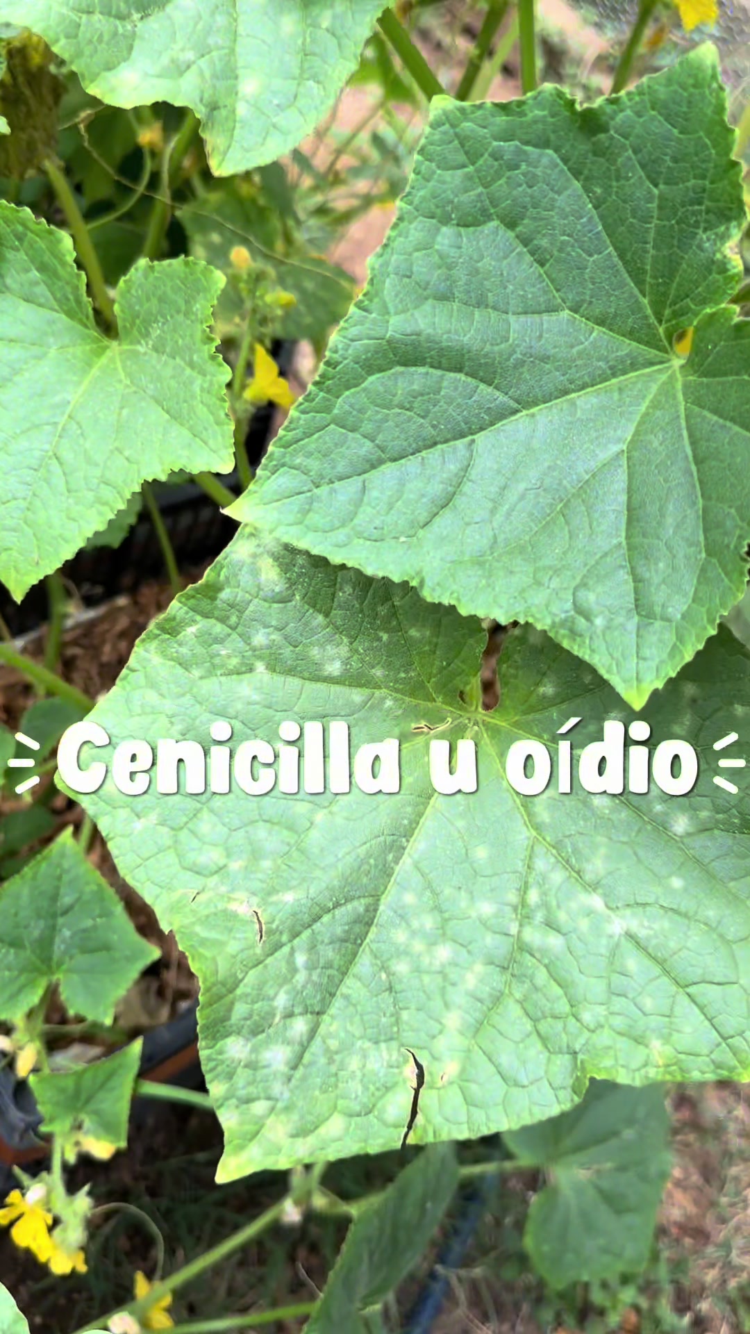 @cultivaconkarla