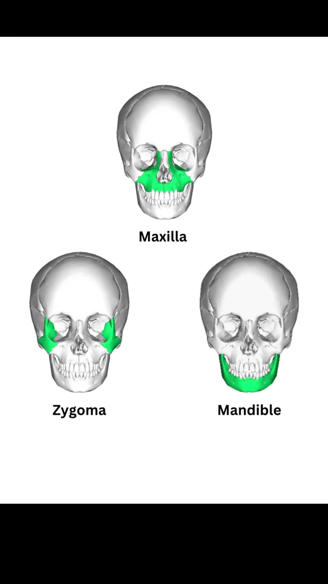 @DrMaxZygo
