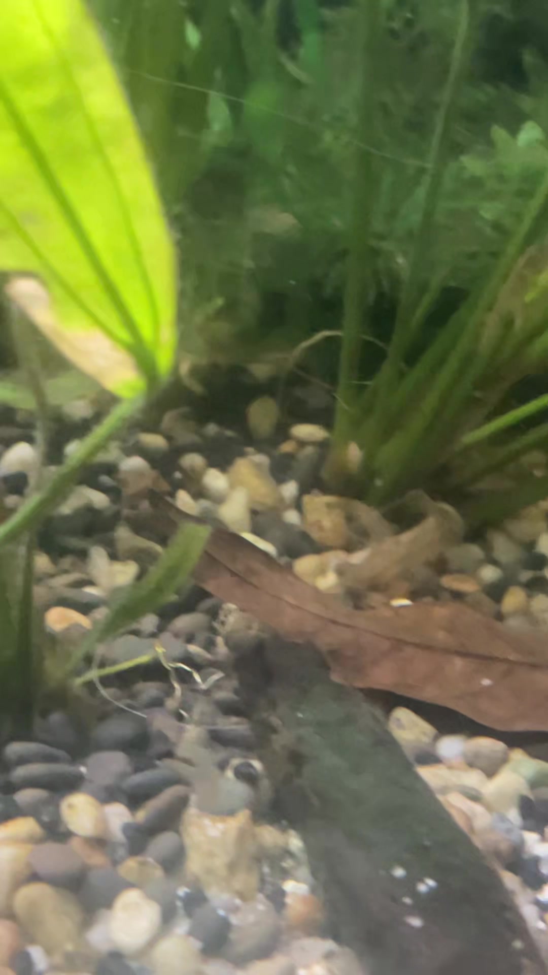 @CRBaquatics