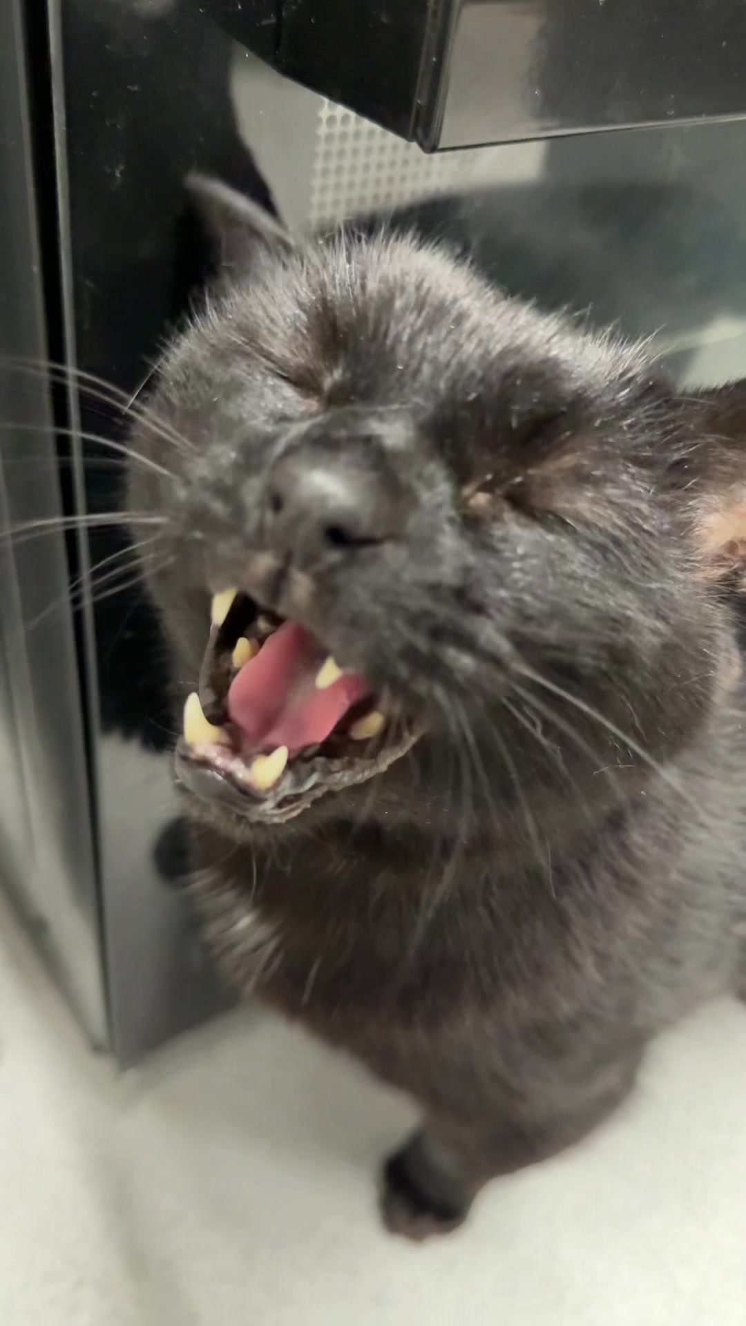@Teefie_tribe 🐈⬛🐈⬛🐈🦷🦷