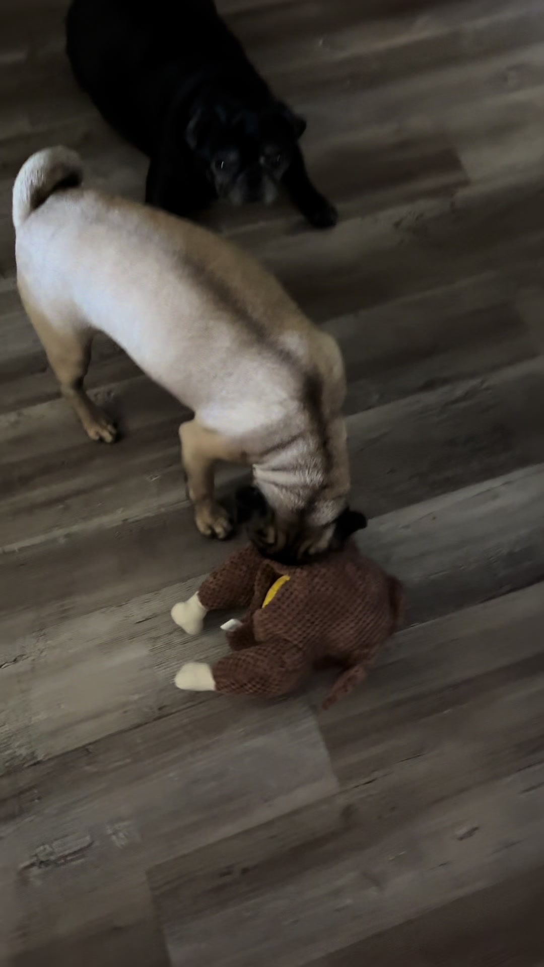 @The Stewart Pugs Plus Mom