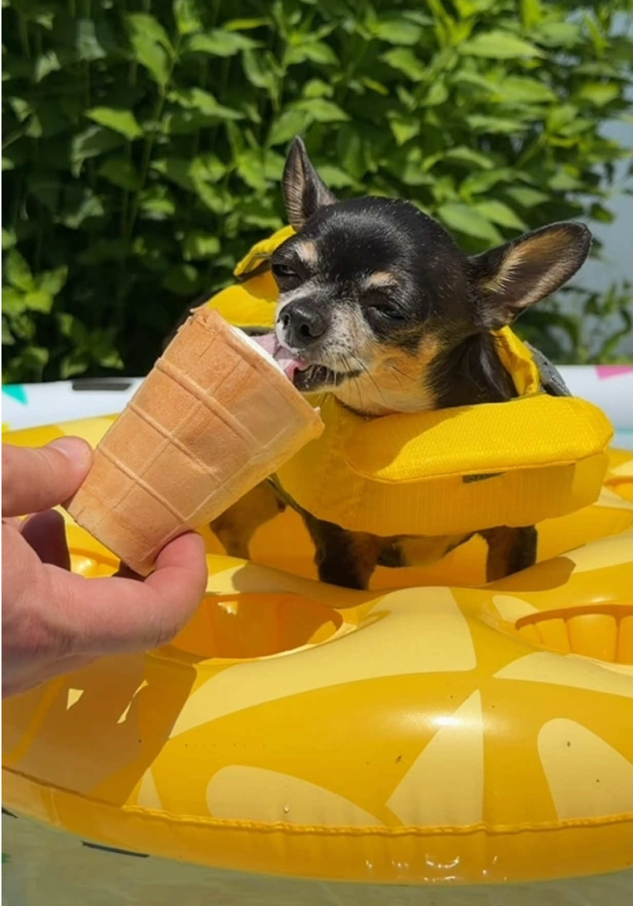 @Tiny Chihuahua Cedric & Maya