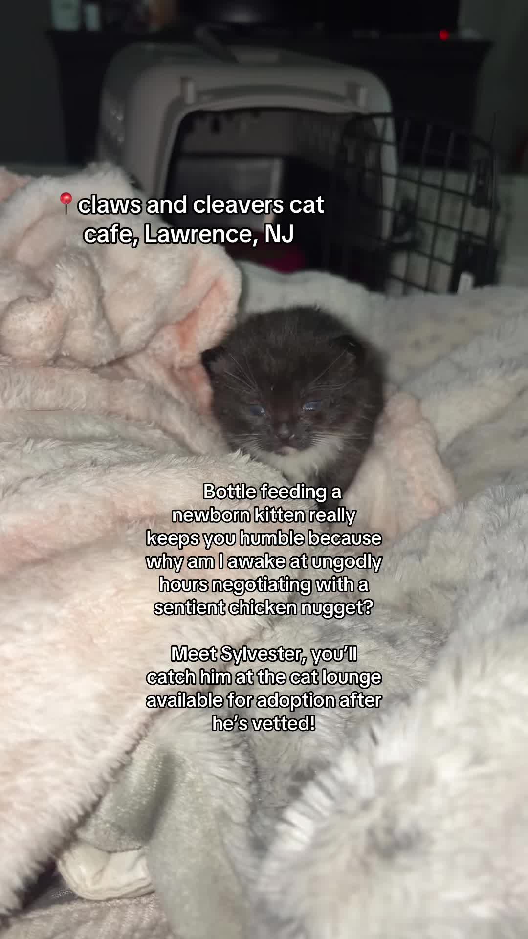 @neurospicywitchygroomer