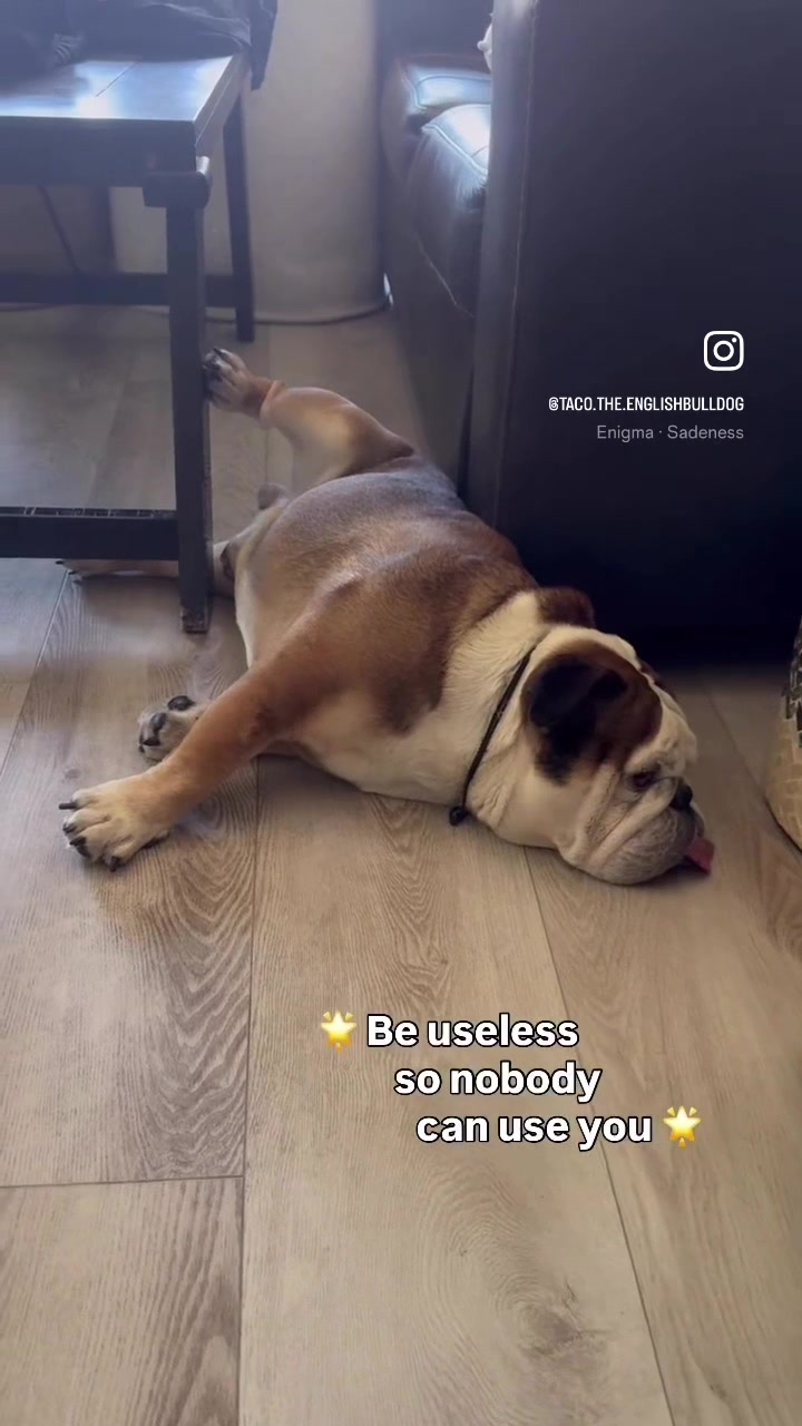 @Taco 🐶🧿