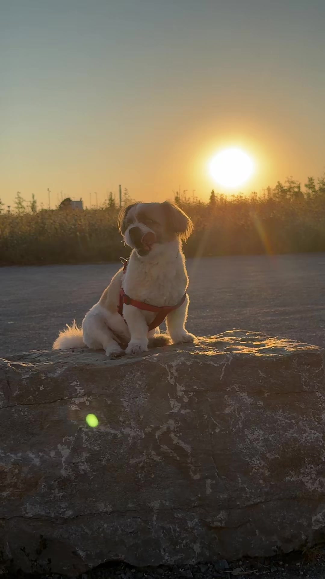 @🦮🐕&zwj;🦺🐕&zwj;🦺Pufy🐕&zwj;🦺🐕&zwj;🦺🦮