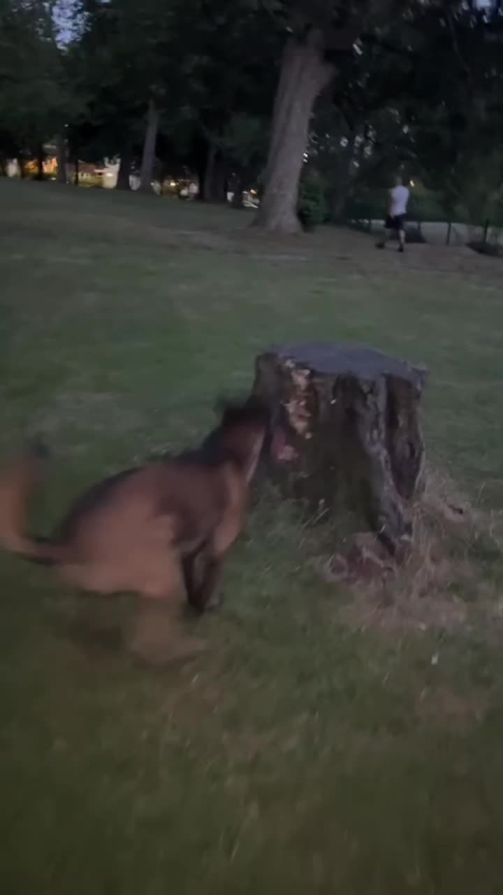 @K9Malinois