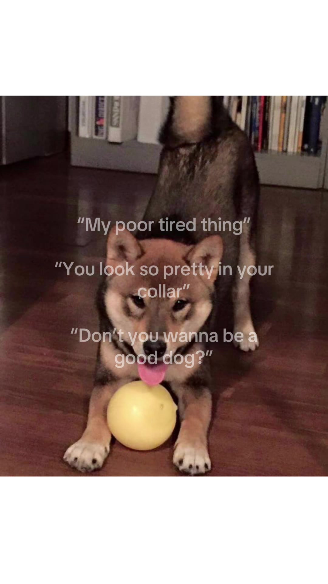 @mimi🐾