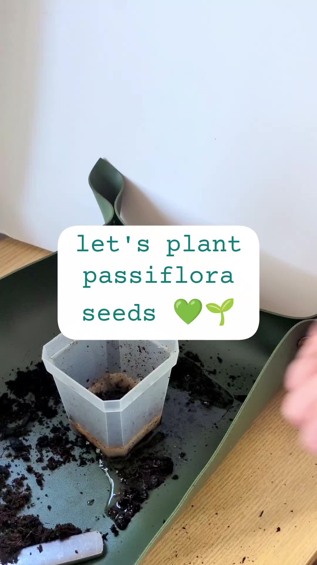 @Plantflix Seeds