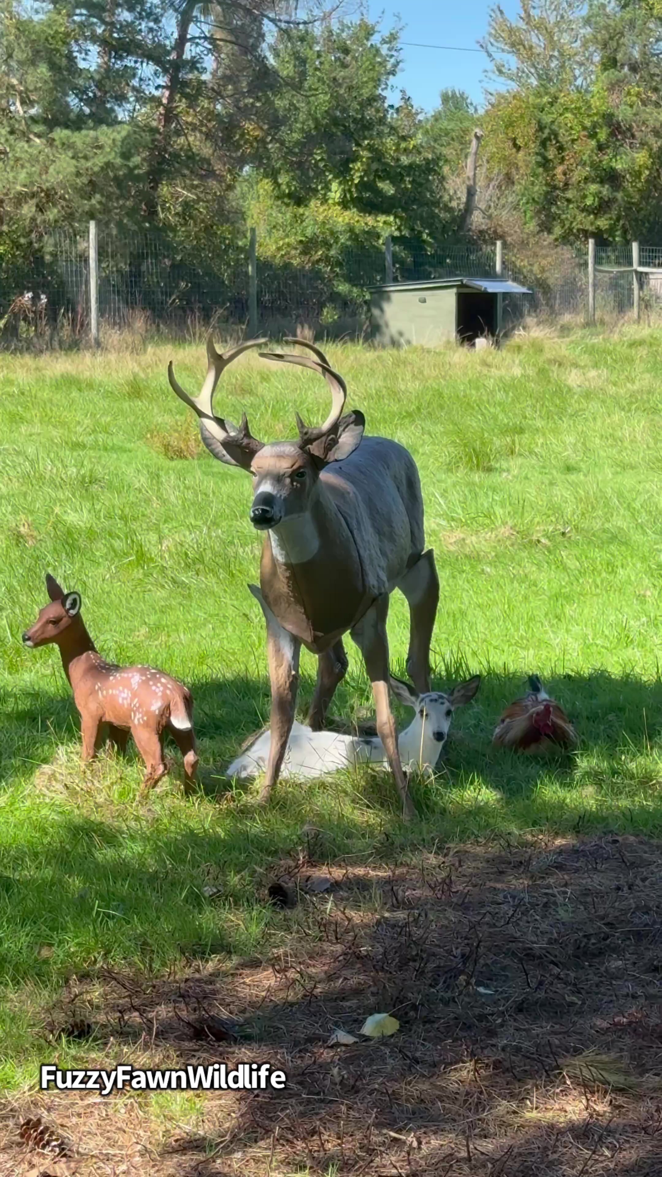 @Fuzzy Fawn Wildlife
