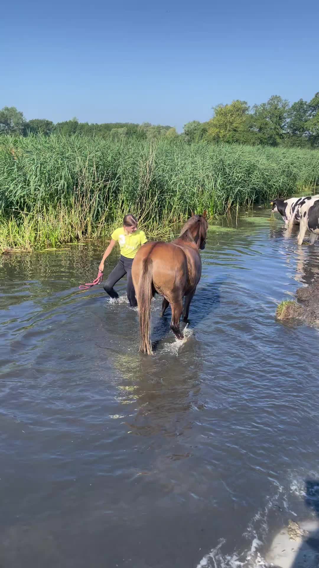 @horses.by.Britt:)