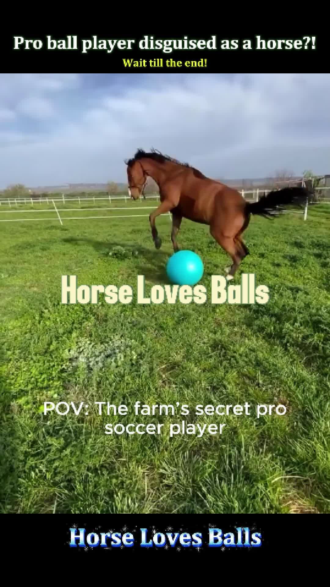 @Pet.humor5.USA