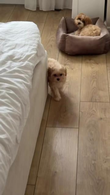 @Maltipoo Puppy Place
