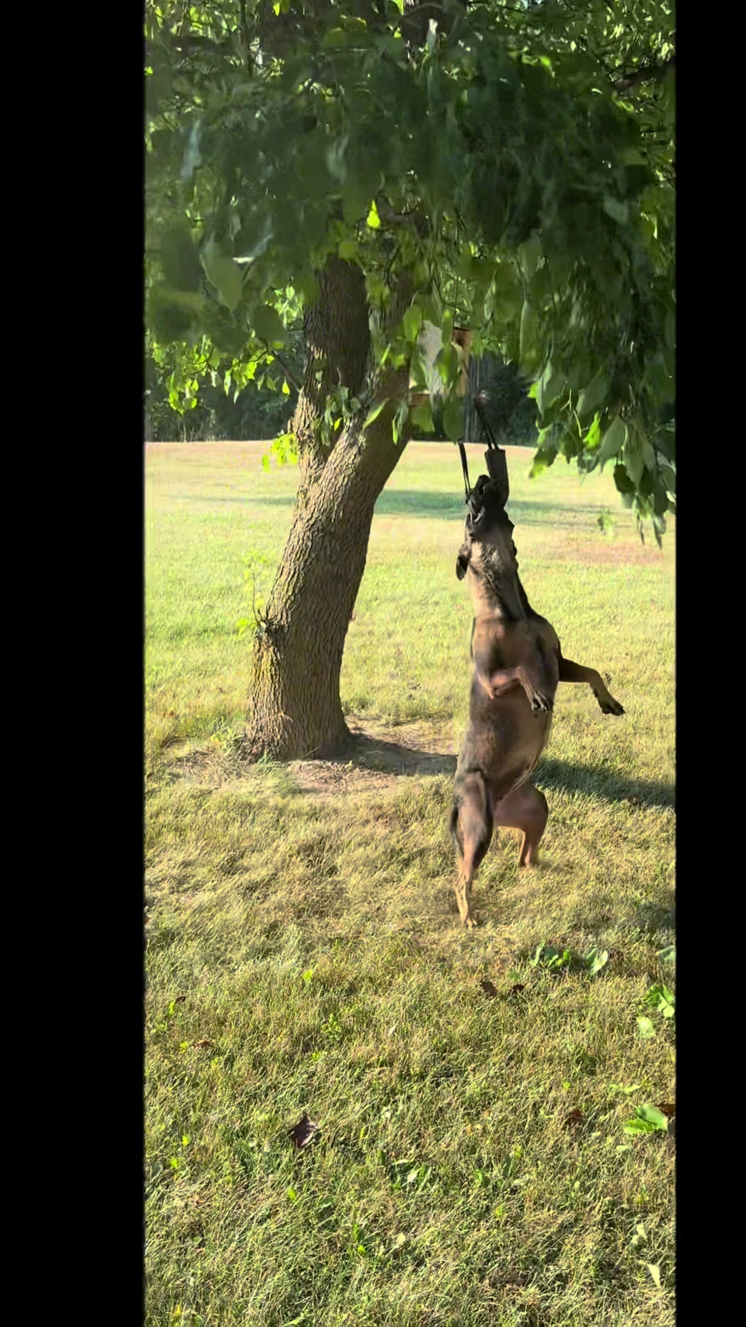 @K9peacekeeper