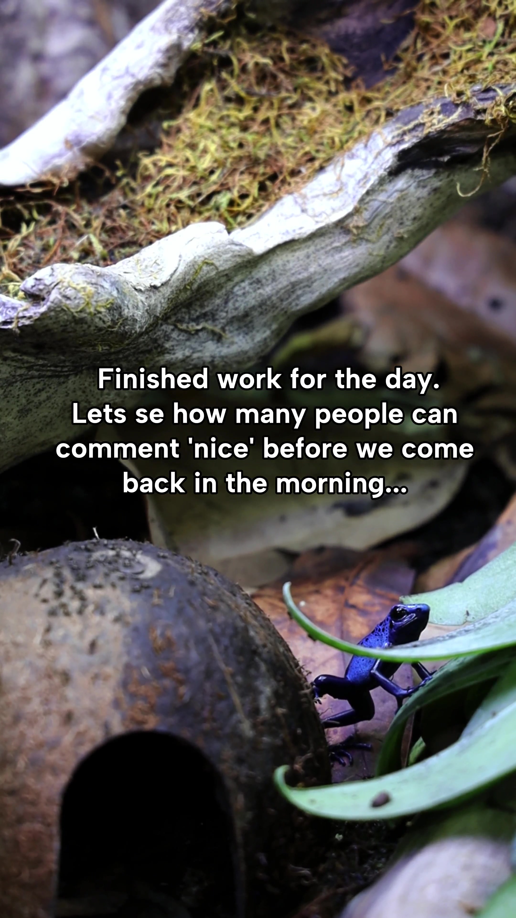 @prorep_reptile