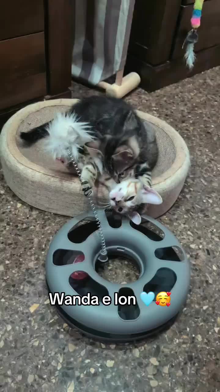 @enGatadas
