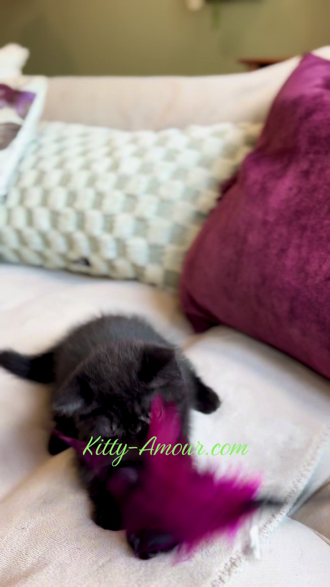 @KittyAmourCattery