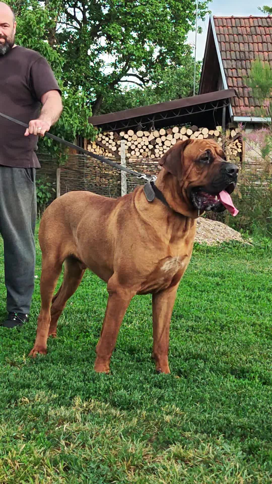 @Spirit of Asia Kennel