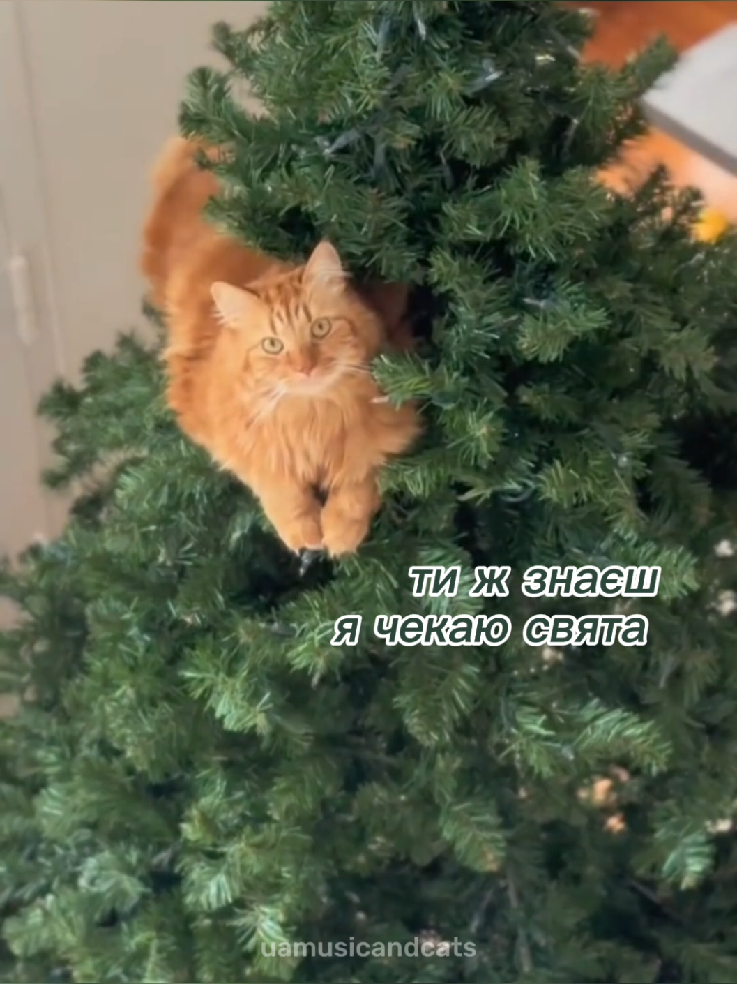 @🎧 музика і котики 🐱
