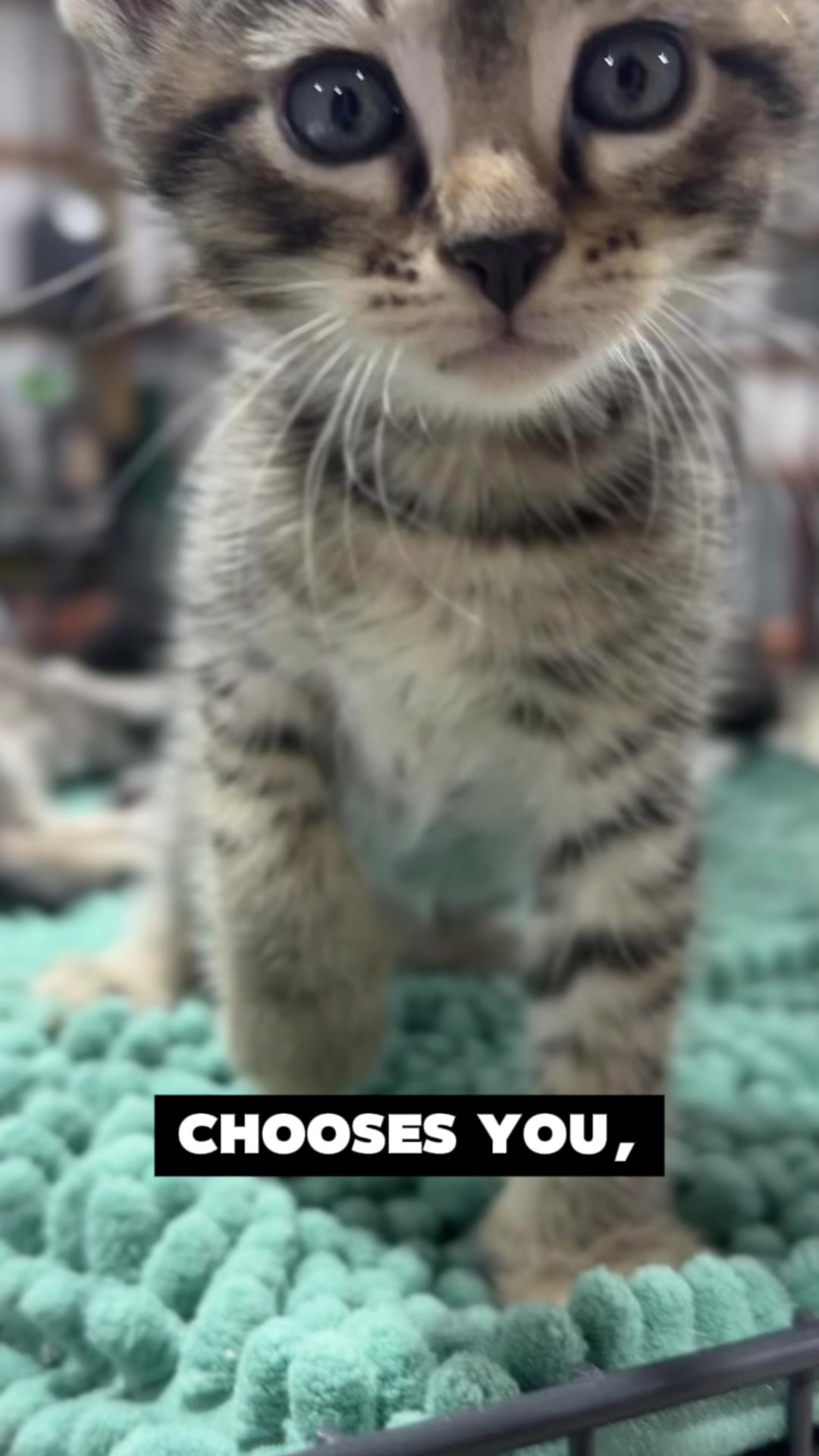 @Winnie: Maine Coon Kitty