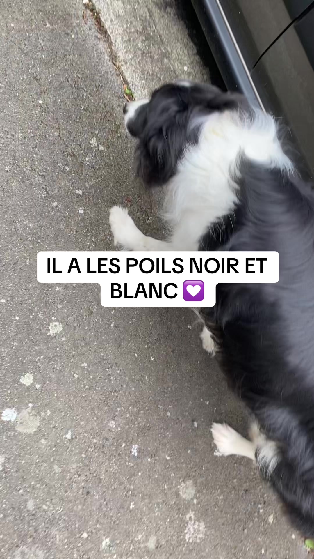 @PacoPacoPaco_le_chien