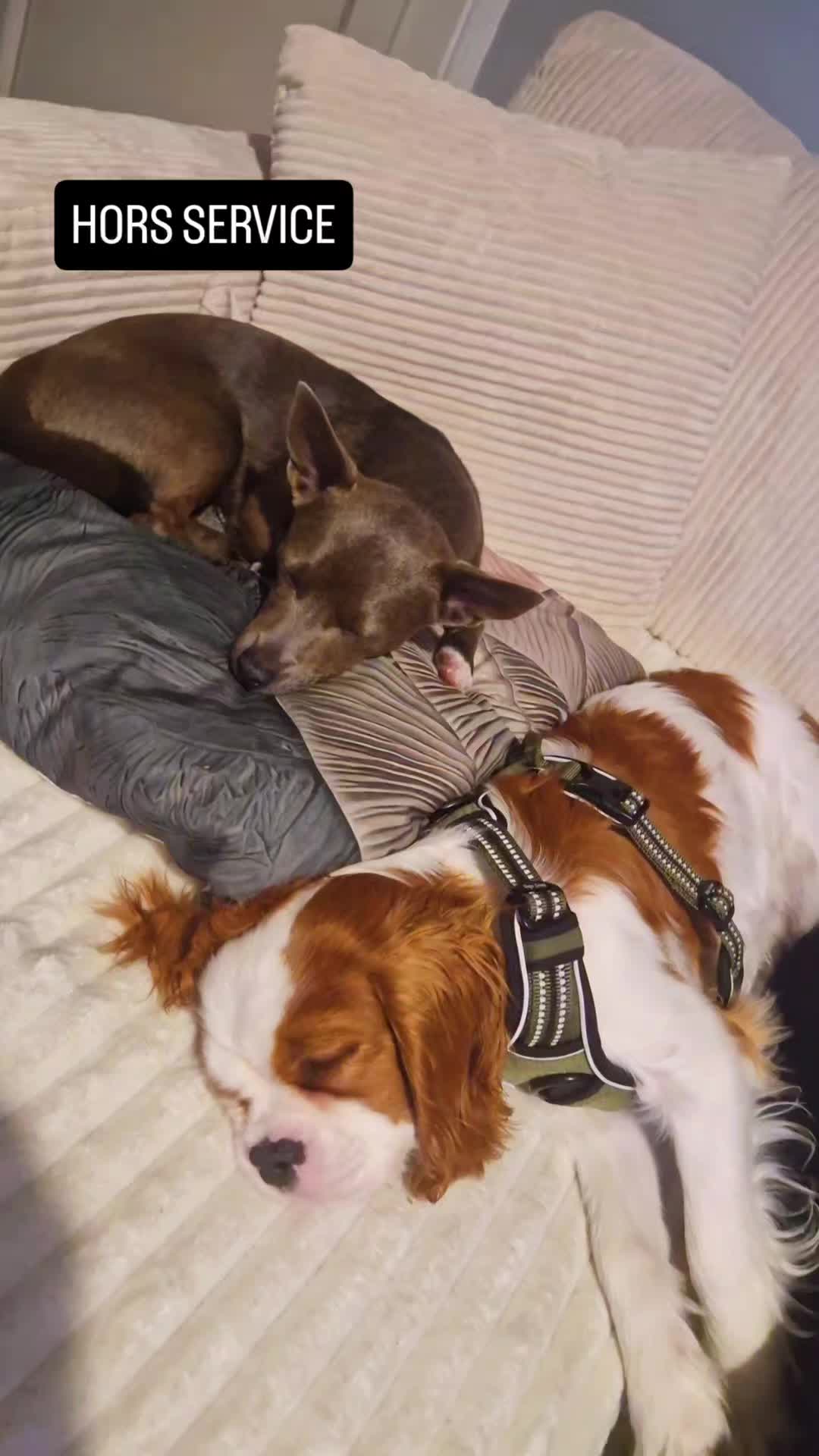 @Stéphy🐕🩷🤍🐶