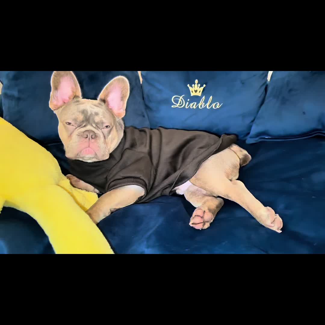 @Diablo the frenchie