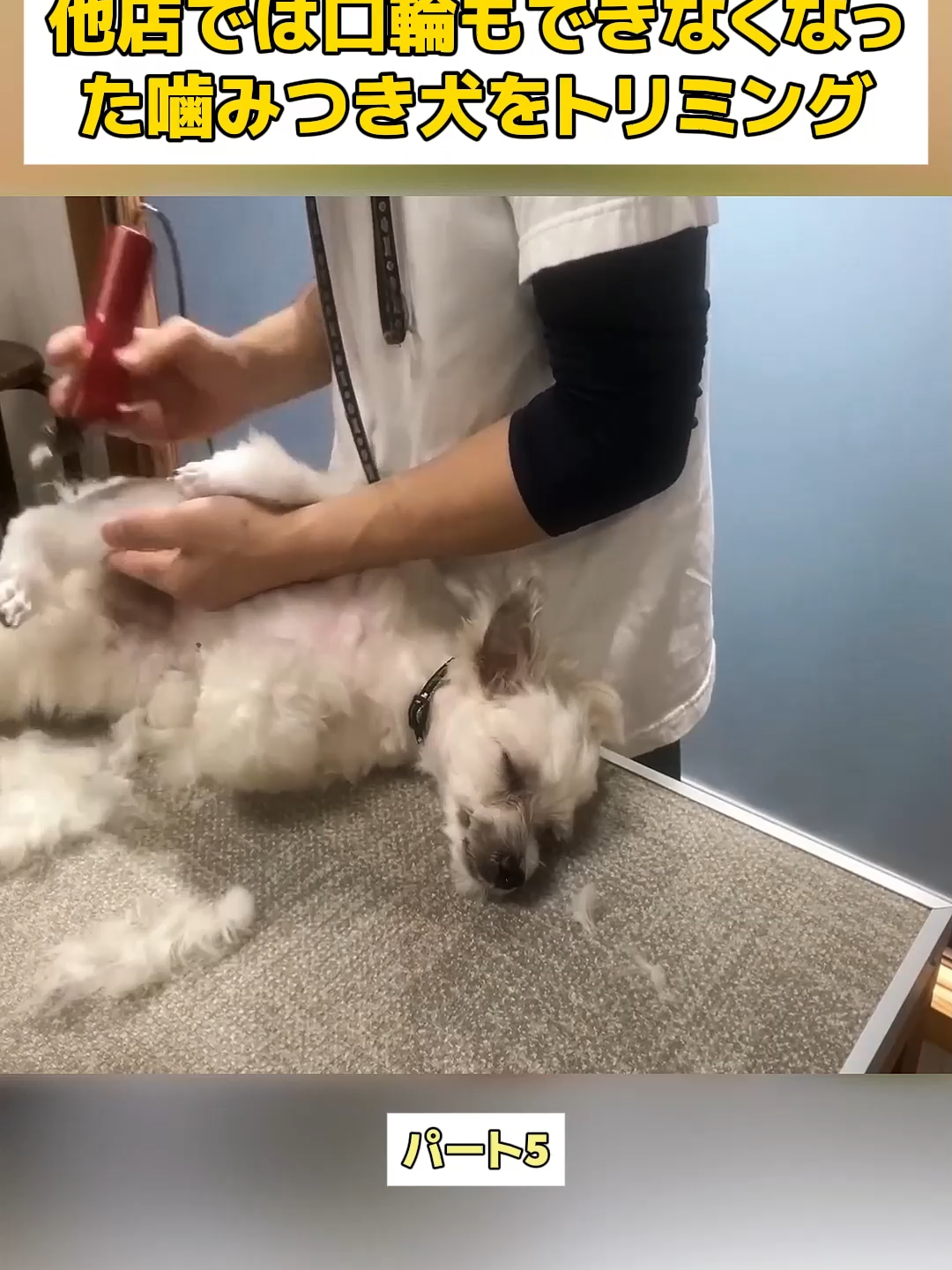 @Dog fun&rsquo;s lovers