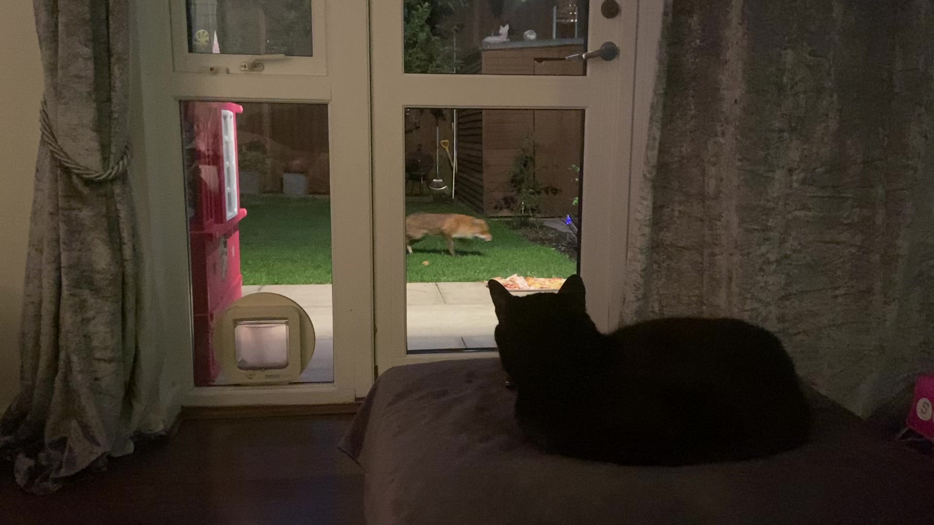 @SeanRescuesAnimals