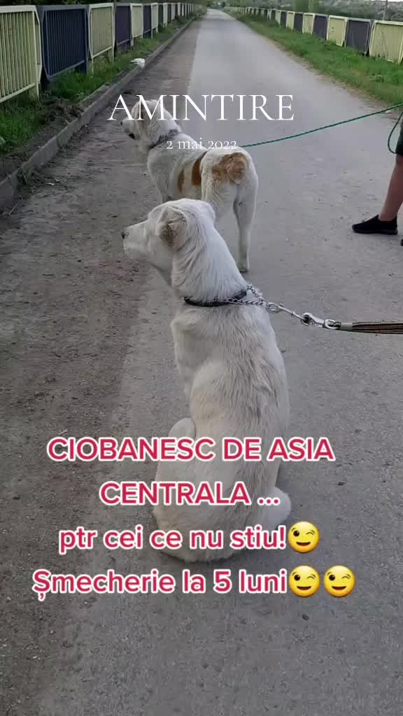 @Stefania