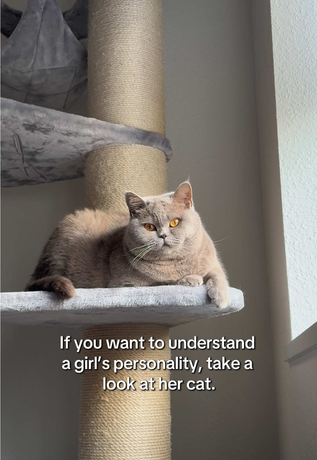 @Purrpawspals ✨