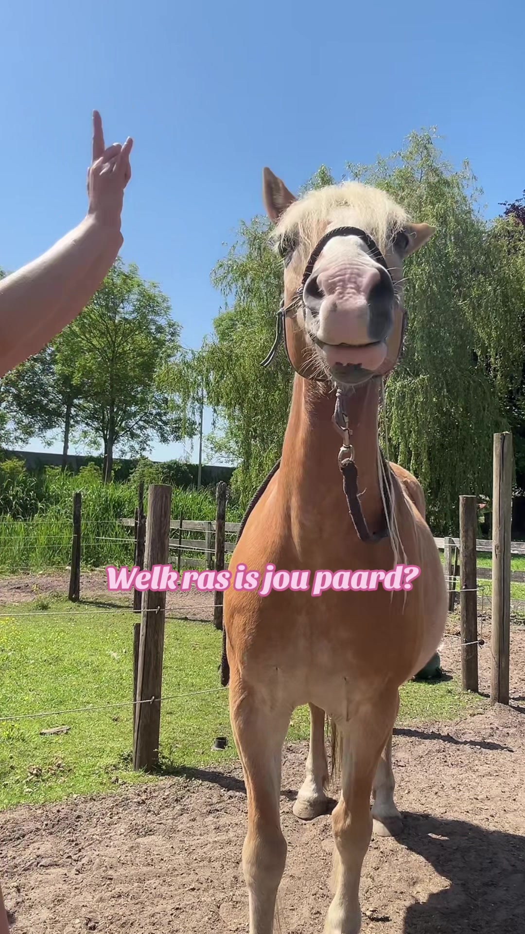 @horsecharms.com