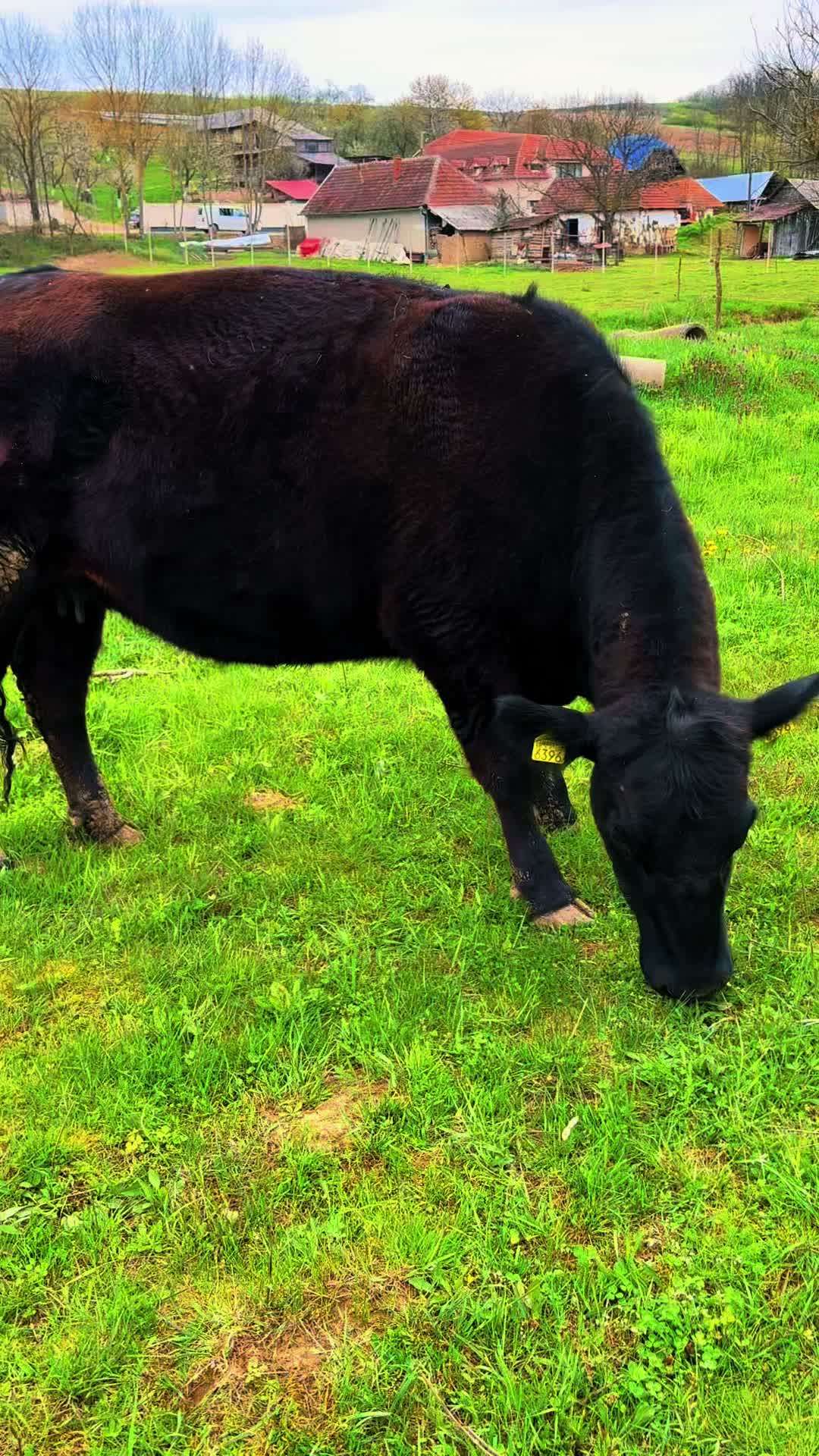 @aberdeen angus🇷🇴