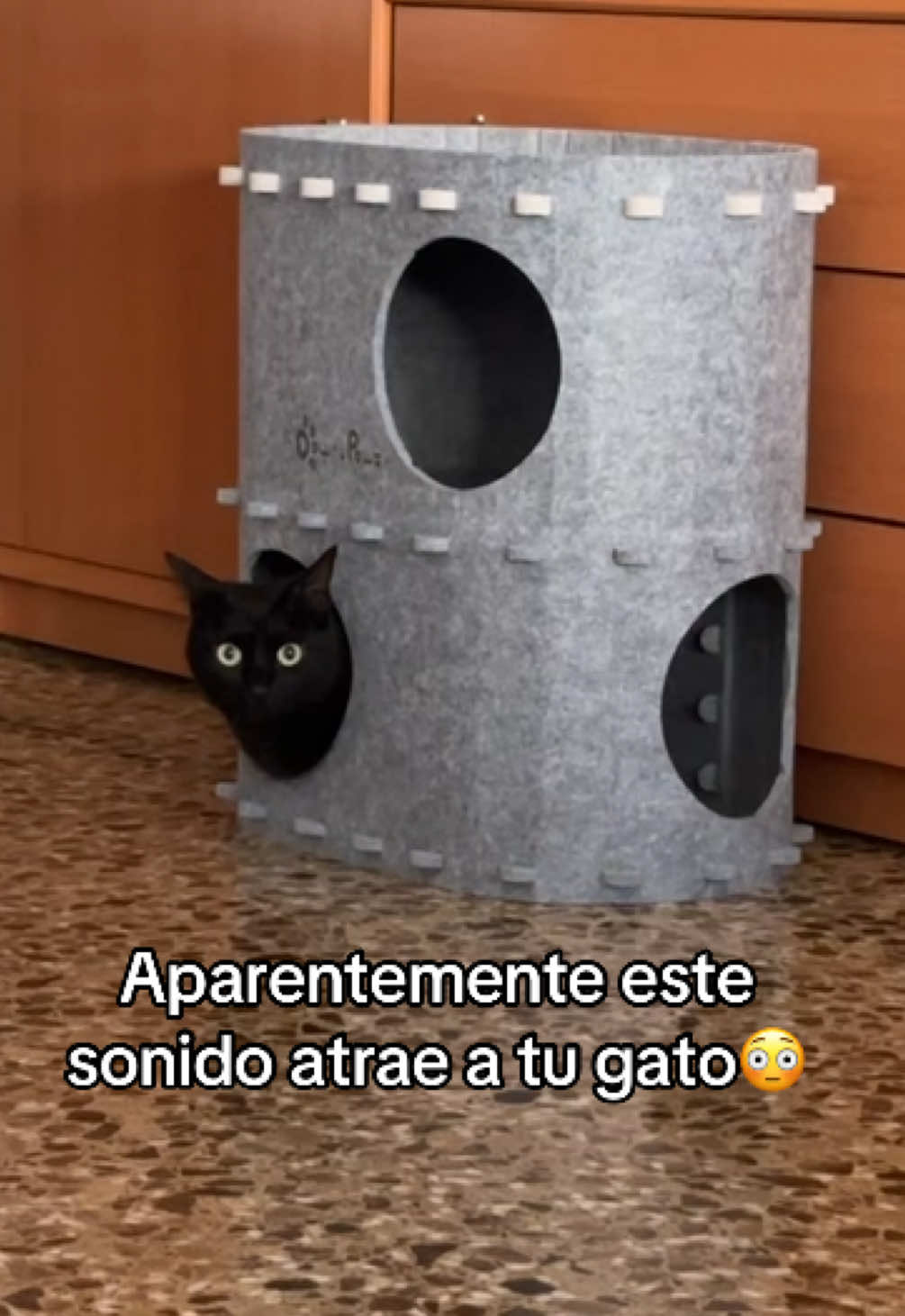 @BlackCatsMatter