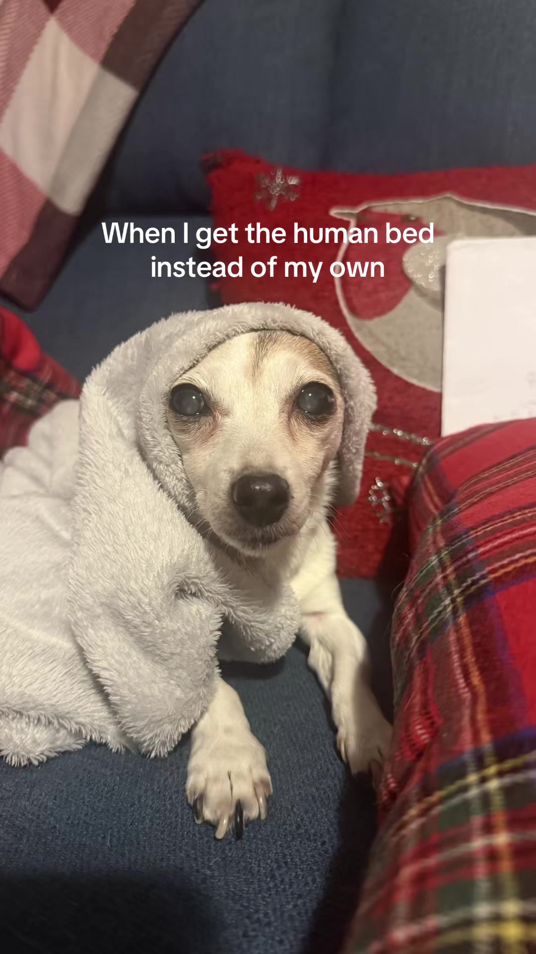 @🪽💖