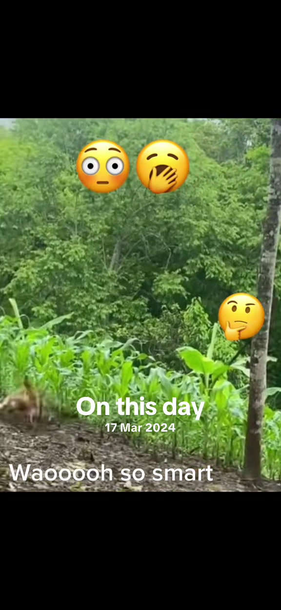 @Highklassboss