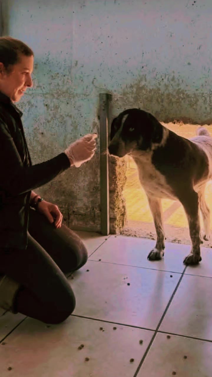 @Greek Animal Rescue