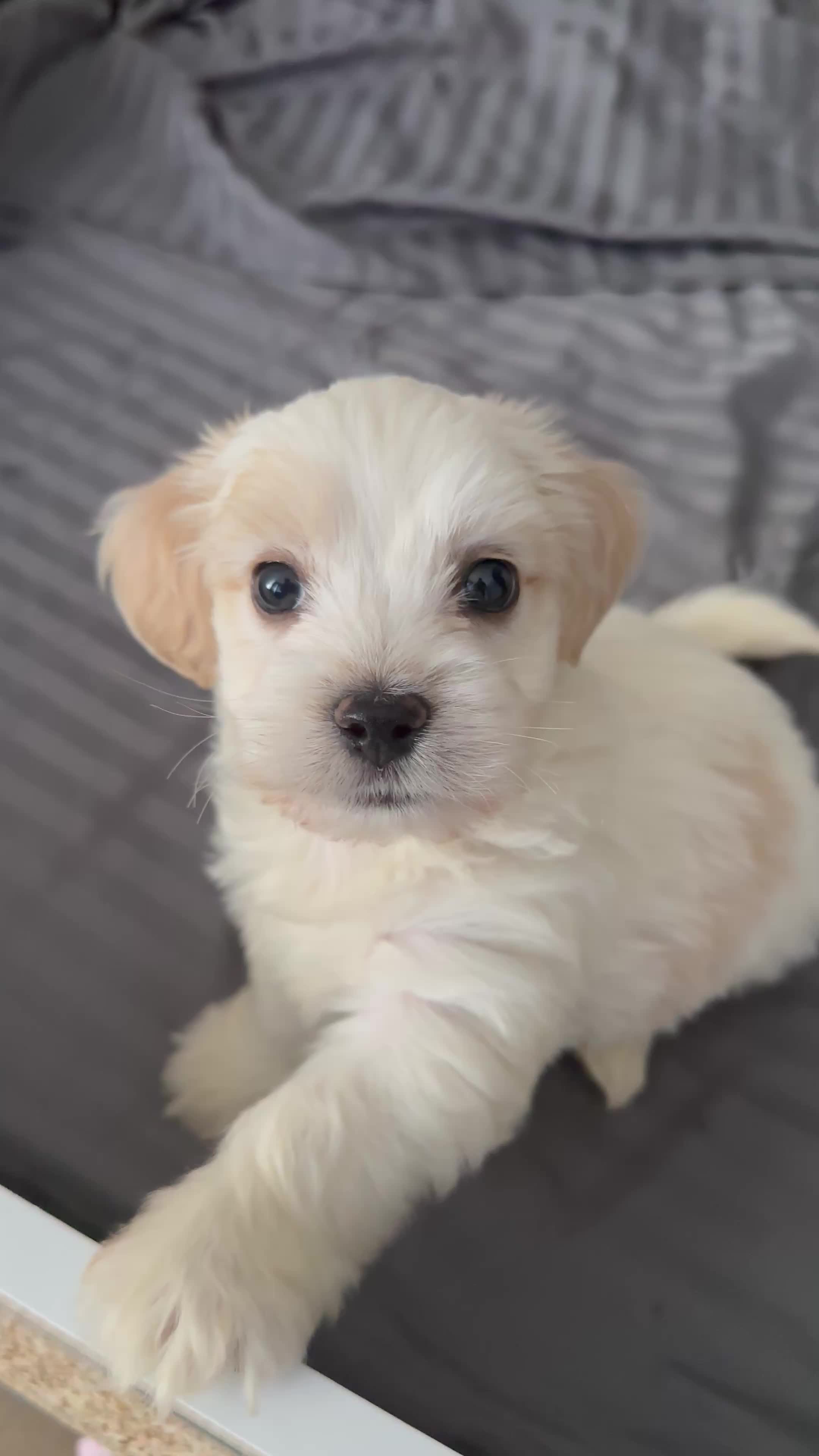@Puppy 🐶