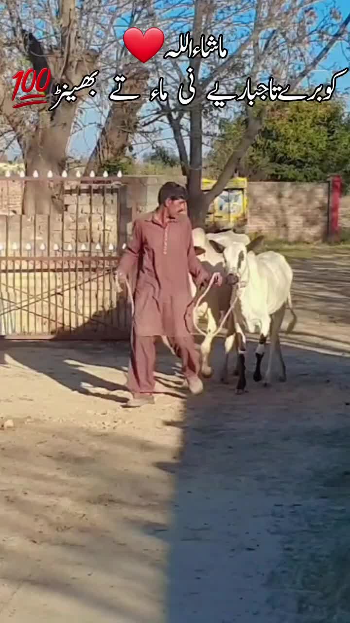 @Sardar Bilal