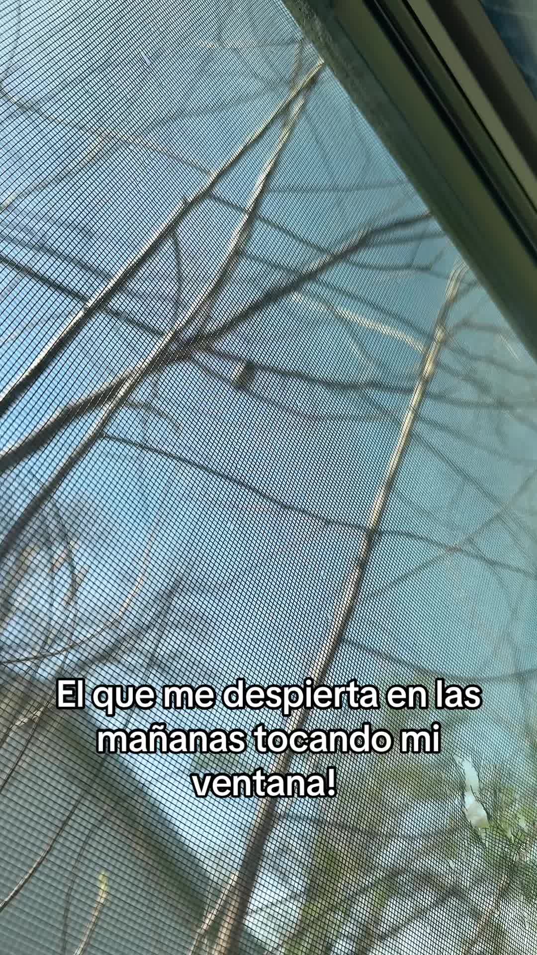 @Leticia Lazo