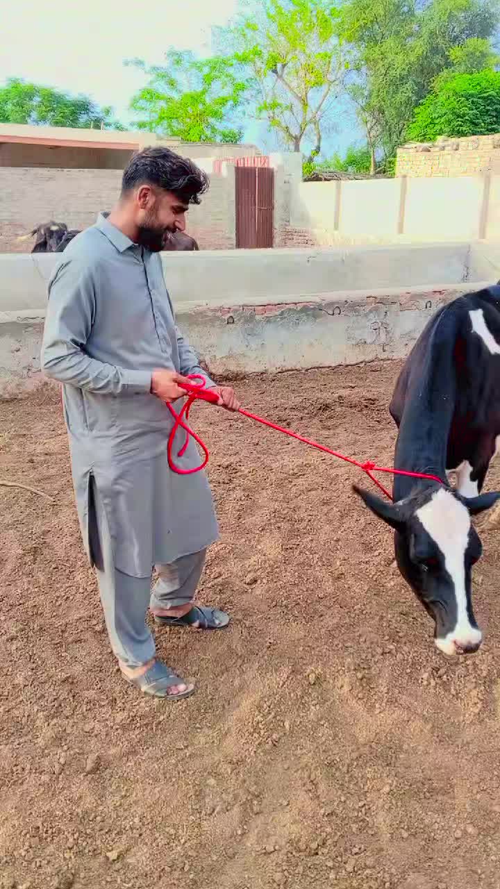@Muzamil Hayat