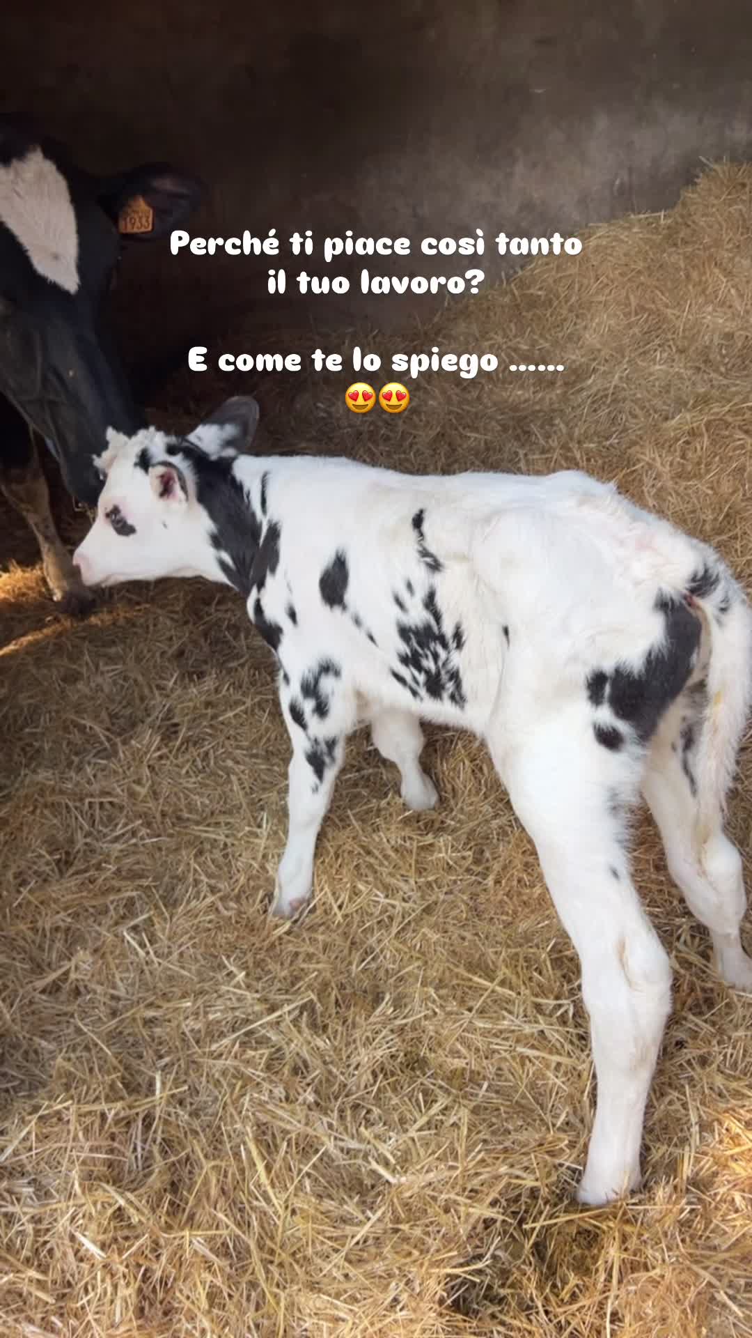 @Mirko Farmer