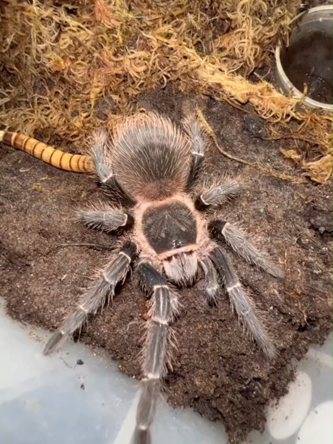 @The Spider Shop