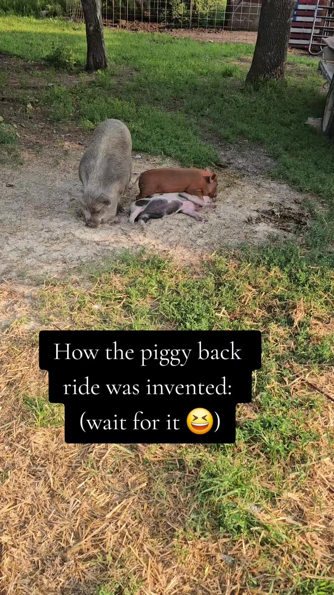 @Dakotafunnyfarm