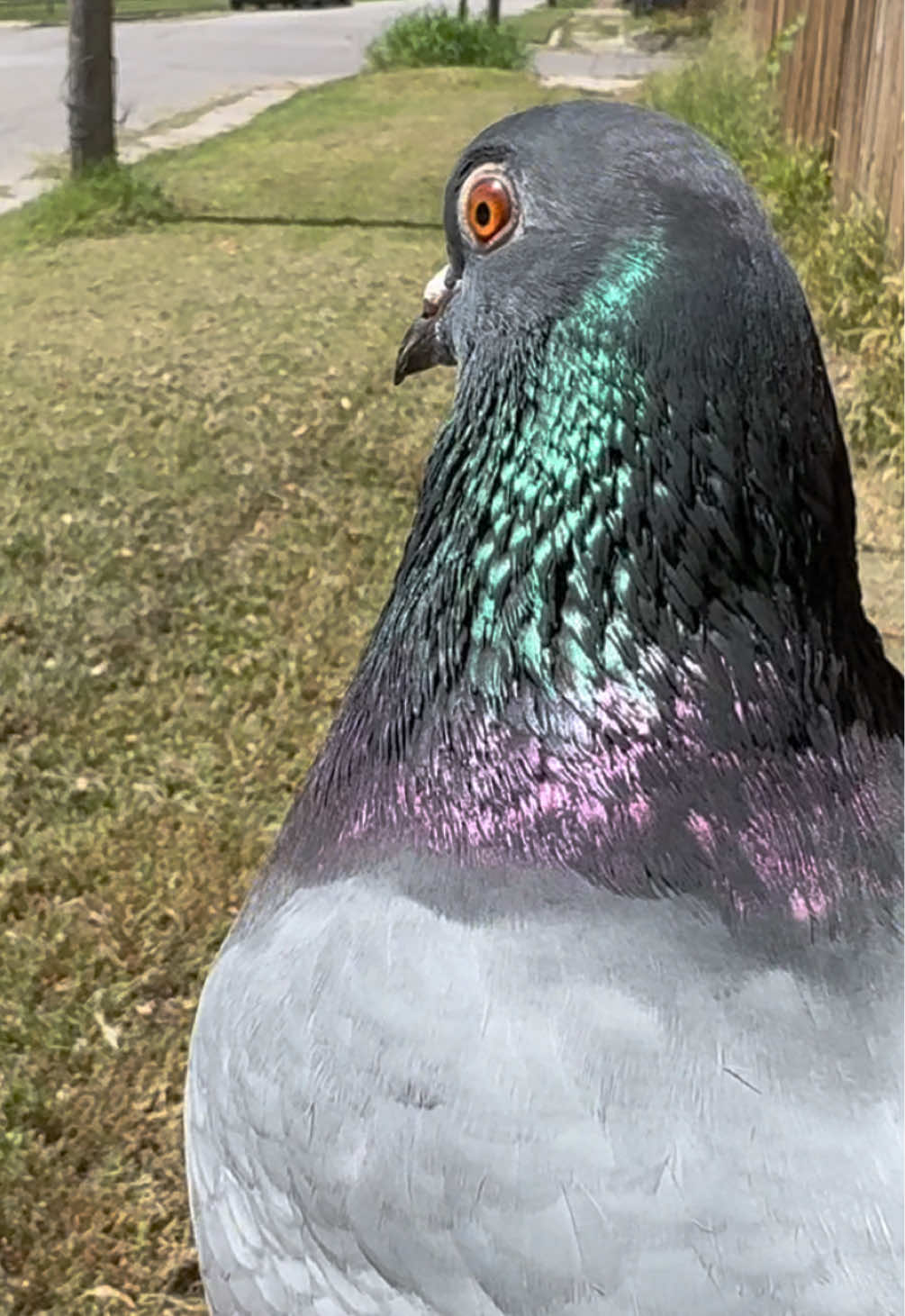 @Beebee The Pigeon