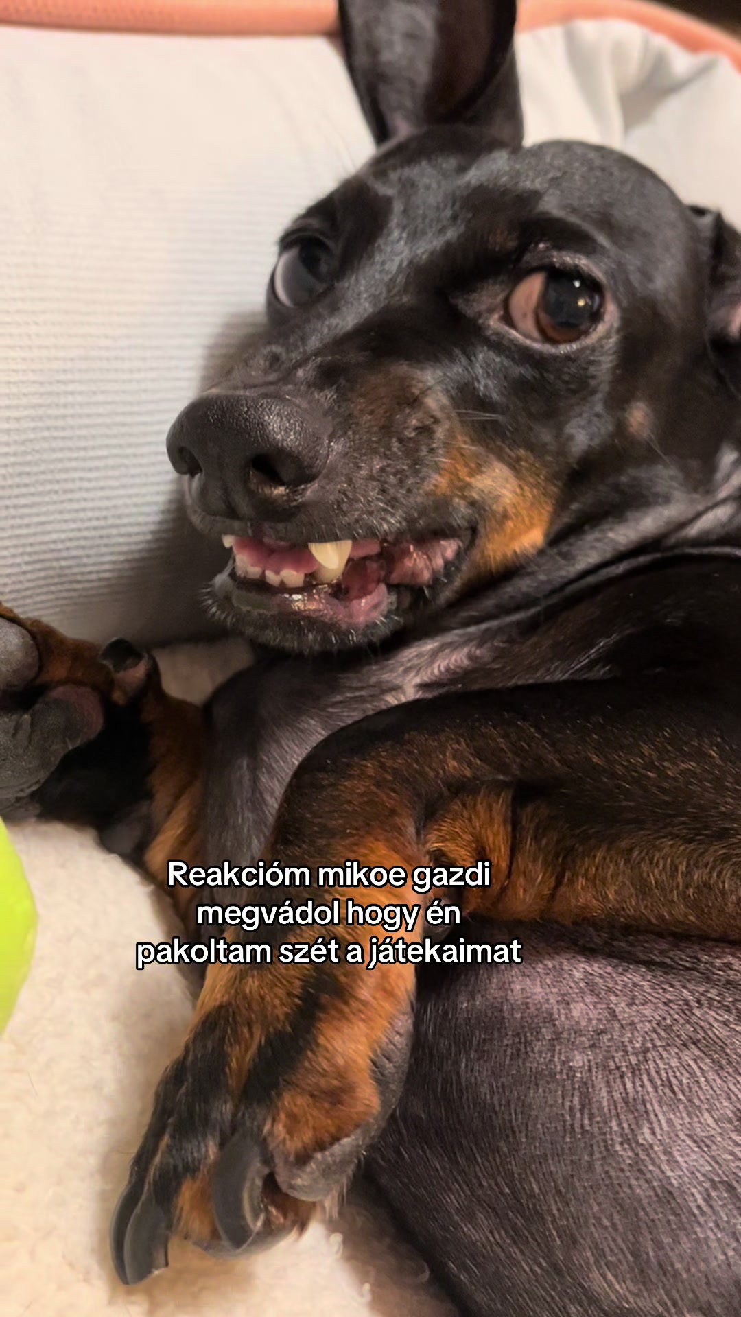 @🐾 Pajti kalandjai 🐾