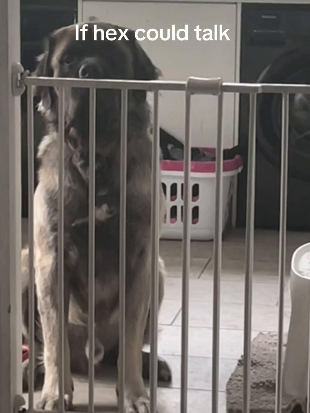 @💕Sara💕 SpartanMastiffs💕